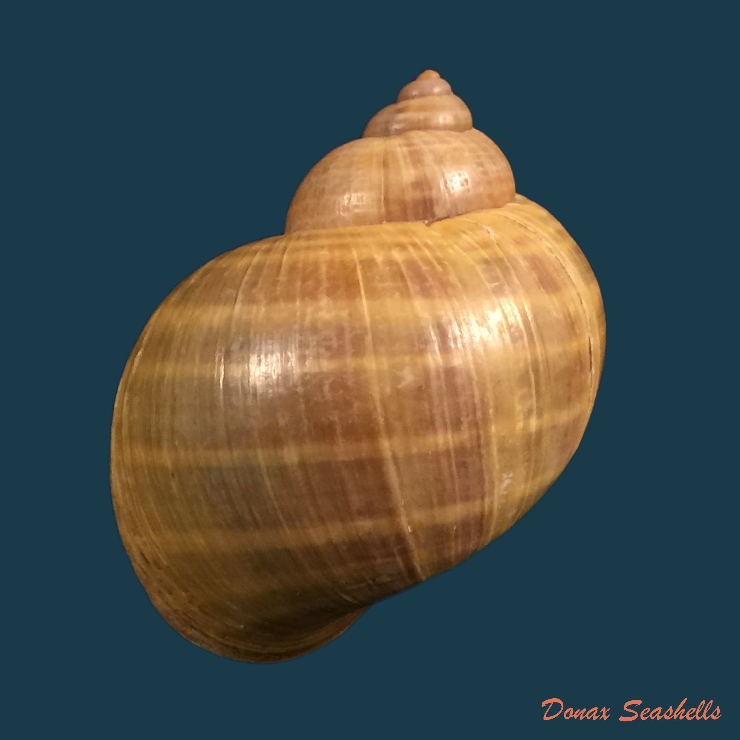copia-de-pomacea-lineata-spix-1827