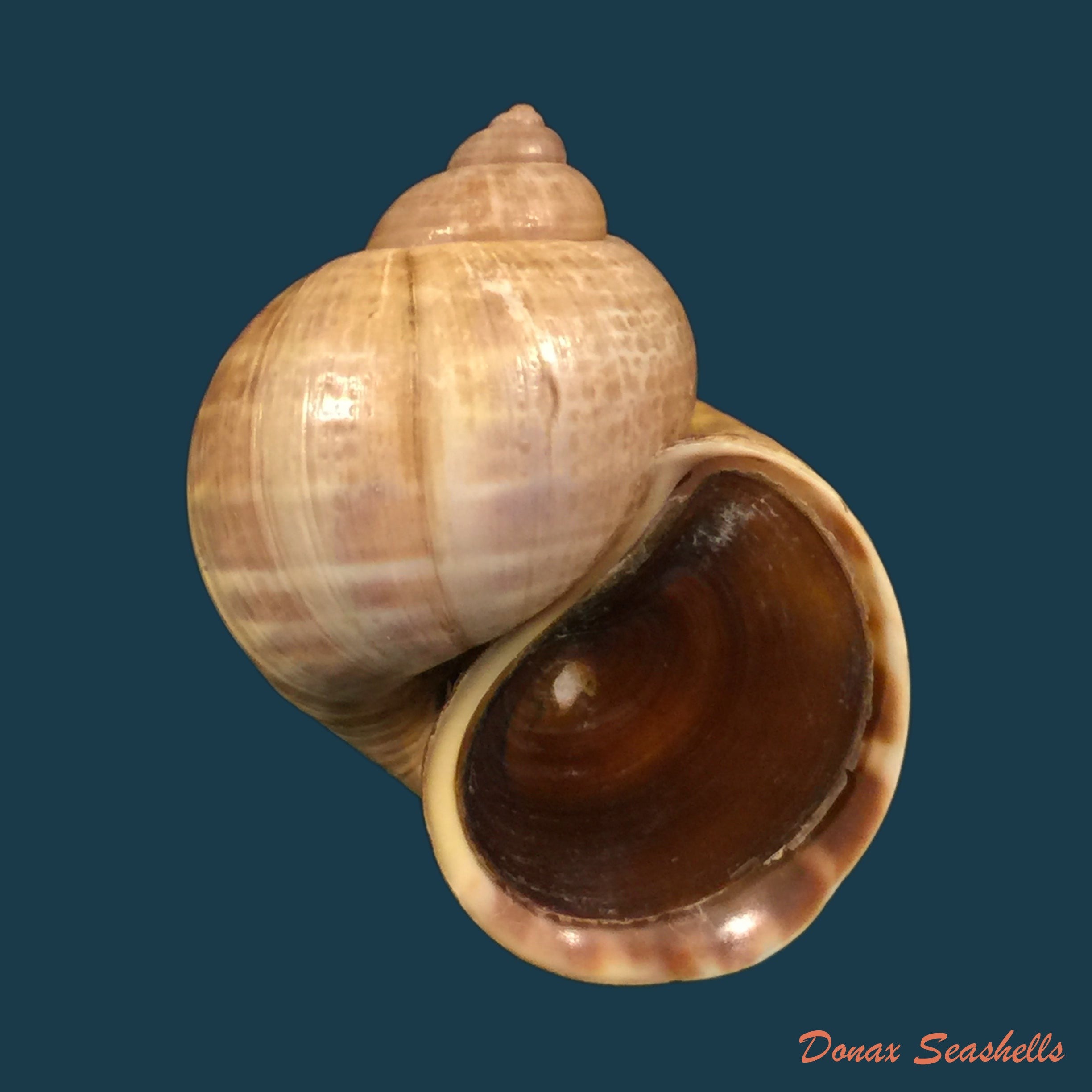 copia-de-pomacea-lineata-spix-1827