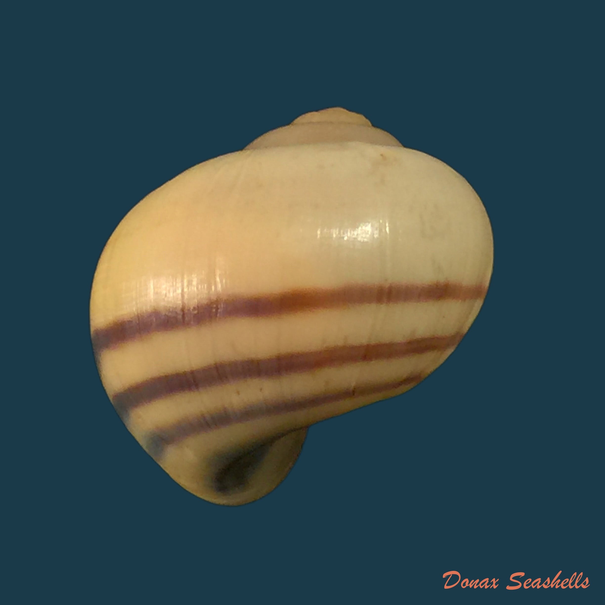 copia-de-pomacea-minuscula-baker-1930