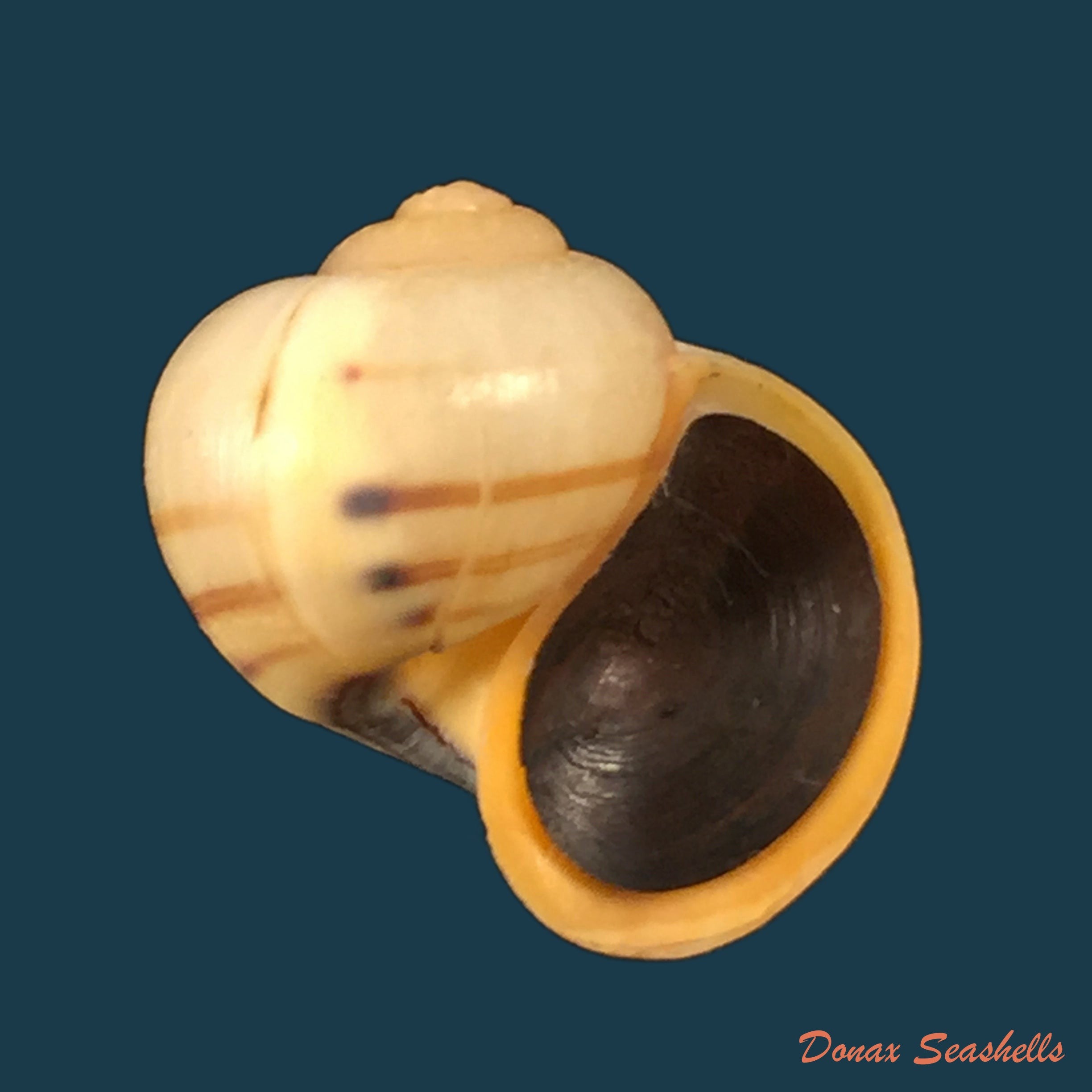 copia-de-pomacea-minuscula-baker-1930