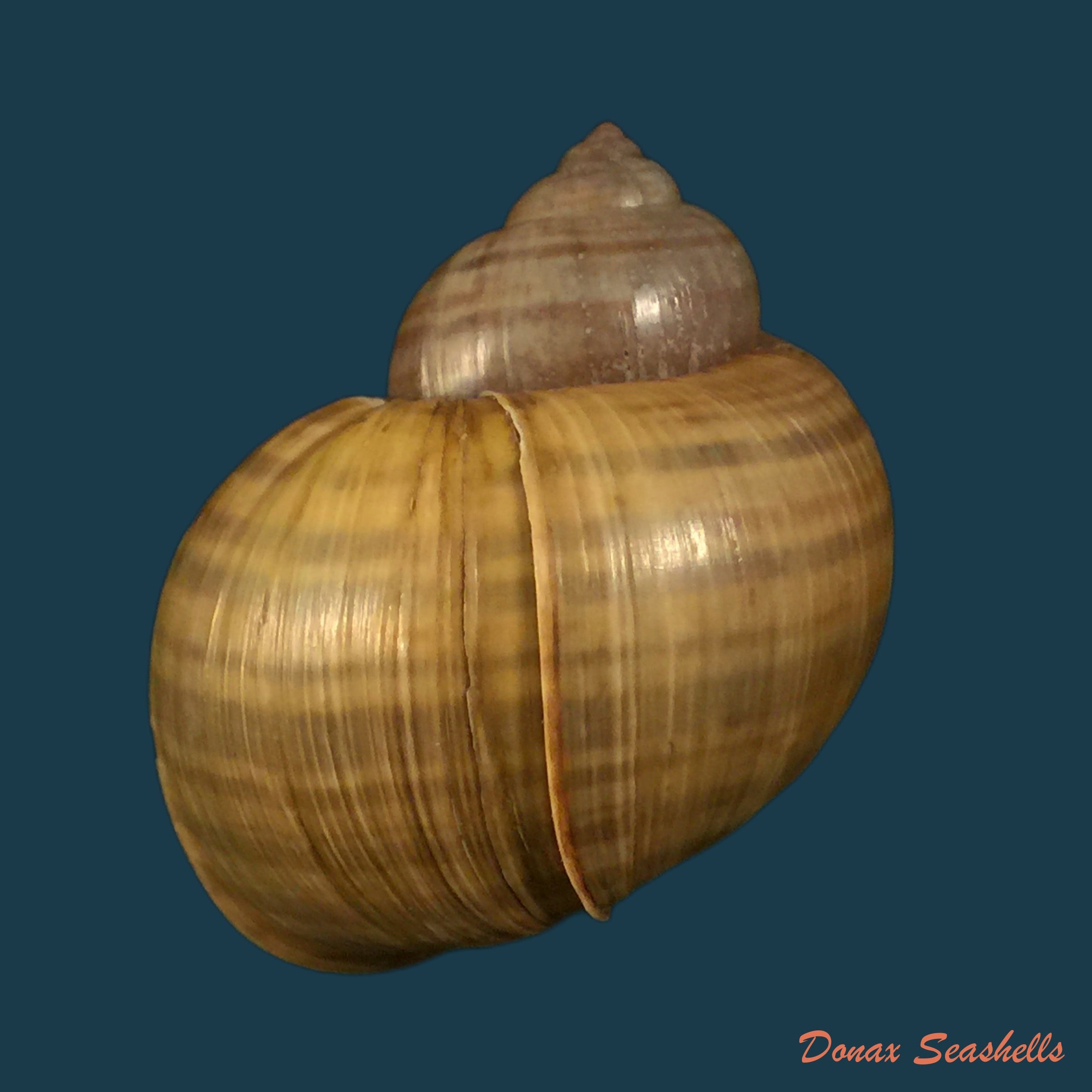 copia-de-pomacea-minuscula-baker-1931