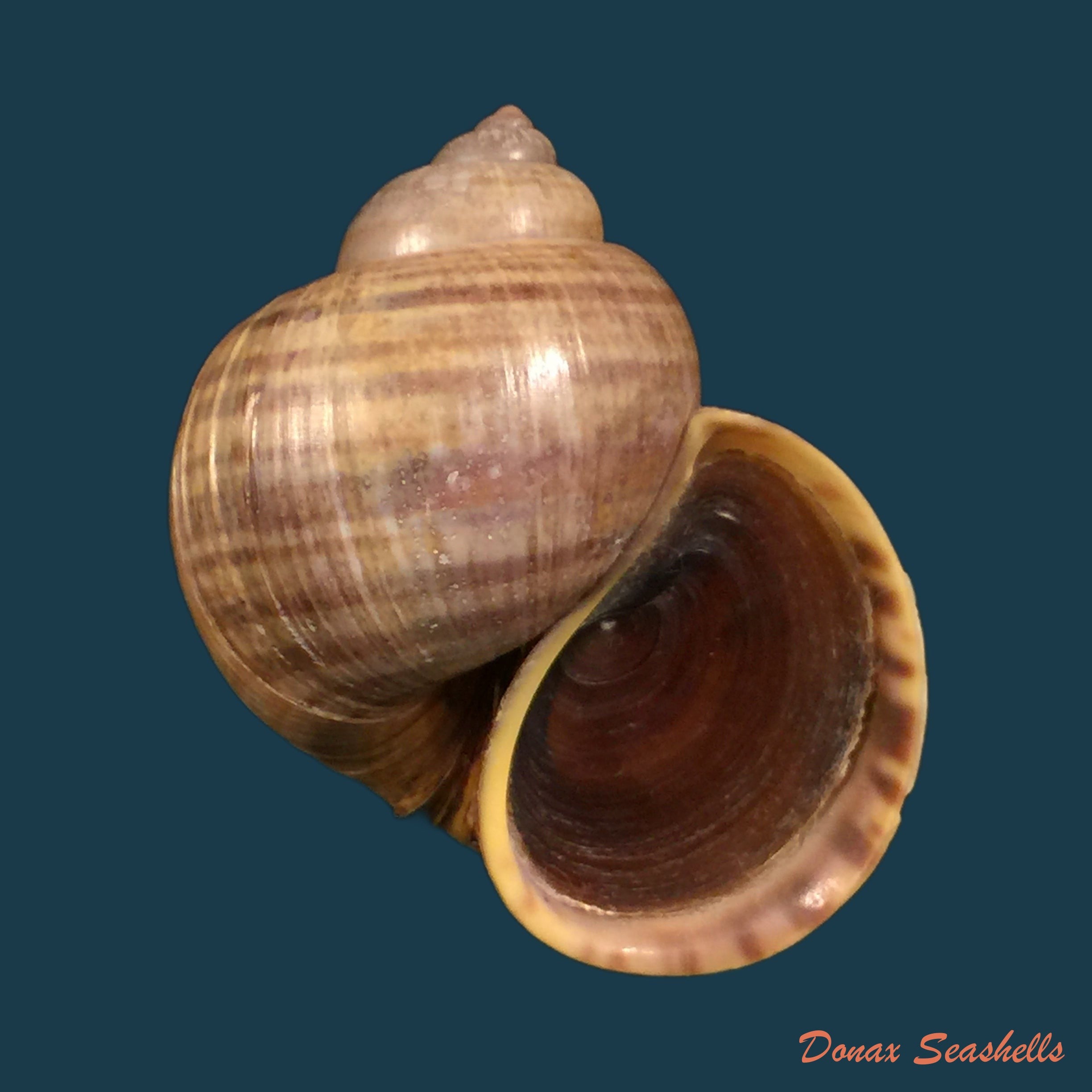 copia-de-pomacea-minuscula-baker-1931