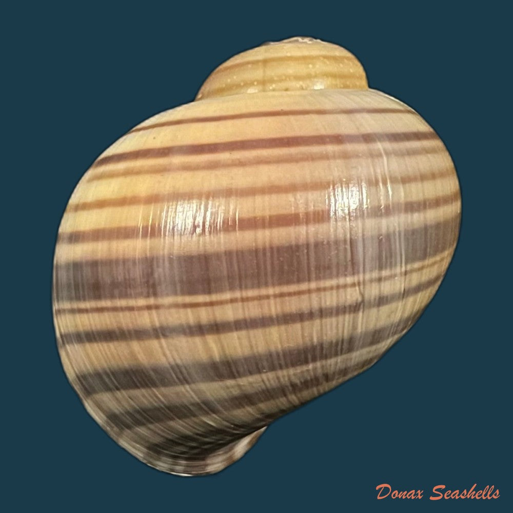 copia-de-pomacea-minuscula-baker-1933