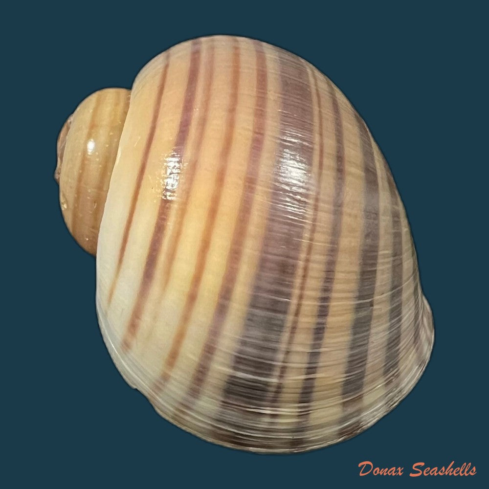 copia-de-pomacea-minuscula-baker-1933
