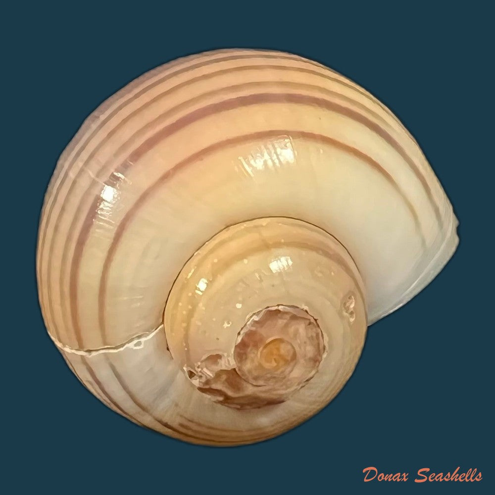 copia-de-pomacea-minuscula-baker-1933