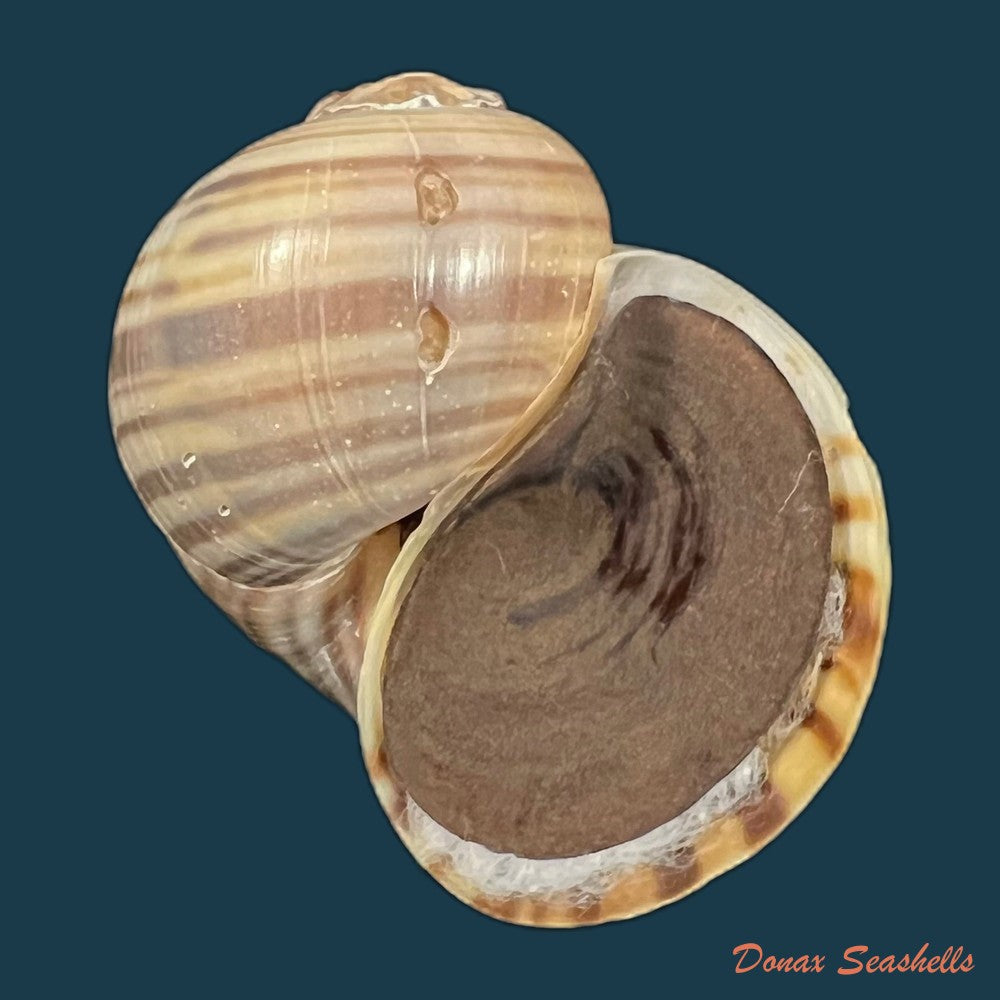 copia-de-pomacea-minuscula-baker-1933