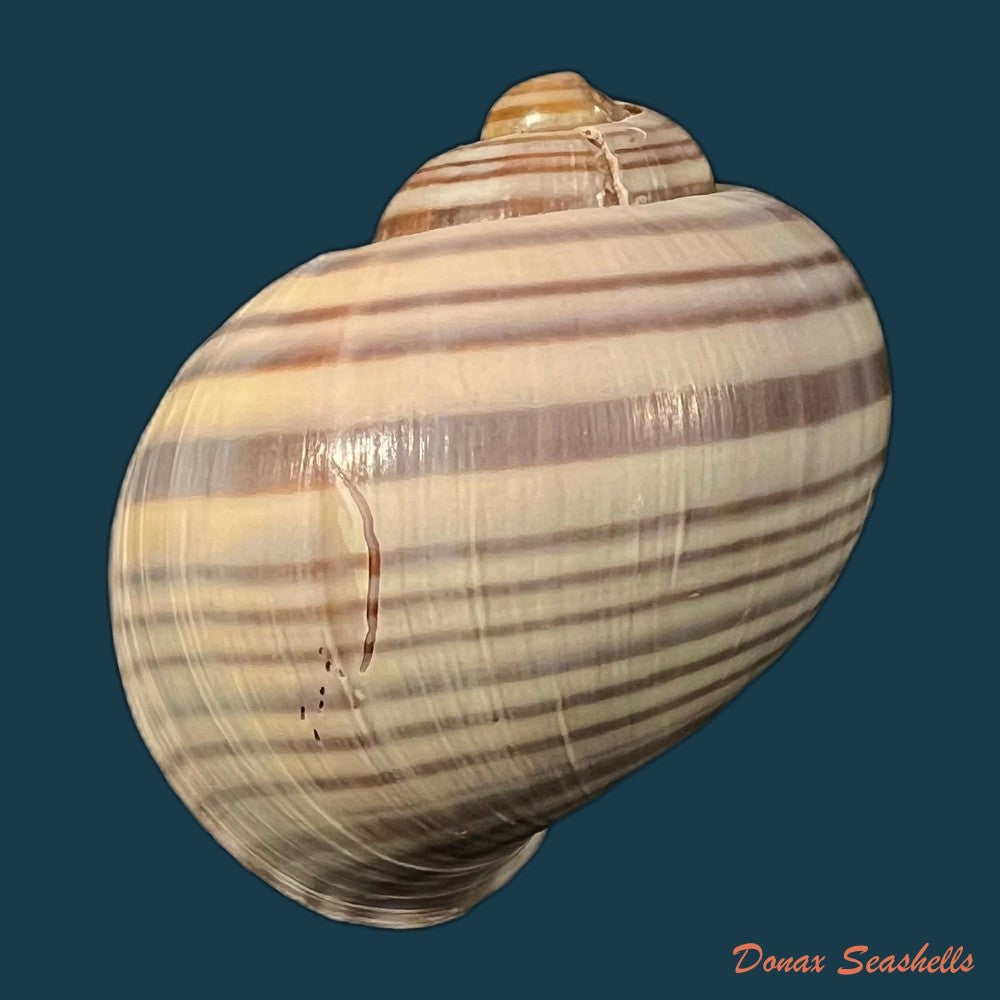 copia-de-pomacea-pernambucensis-reeve-1856-37-9mm