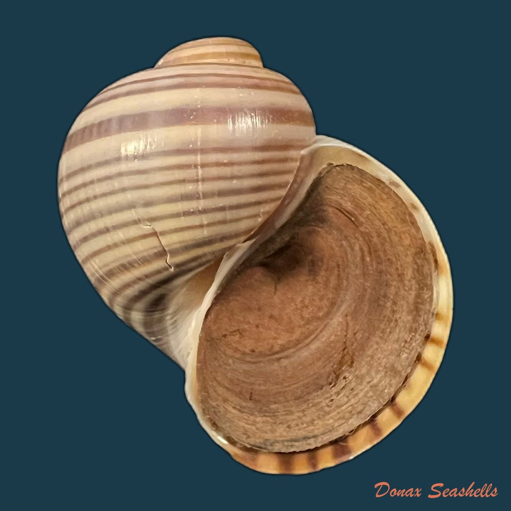copia-de-pomacea-pernambucensis-reeve-1856-37-9mm