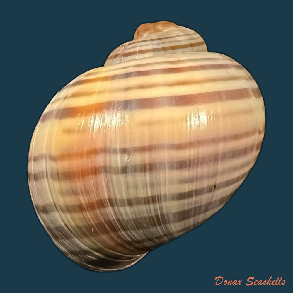 copia-de-pomacea-pernambucensis-reeve-1856-45-9mm