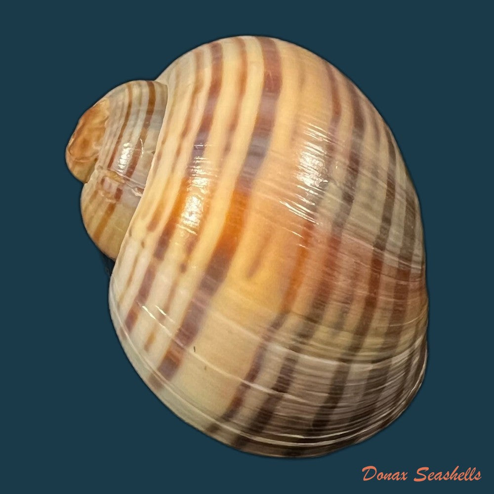 copia-de-pomacea-pernambucensis-reeve-1856-45-9mm