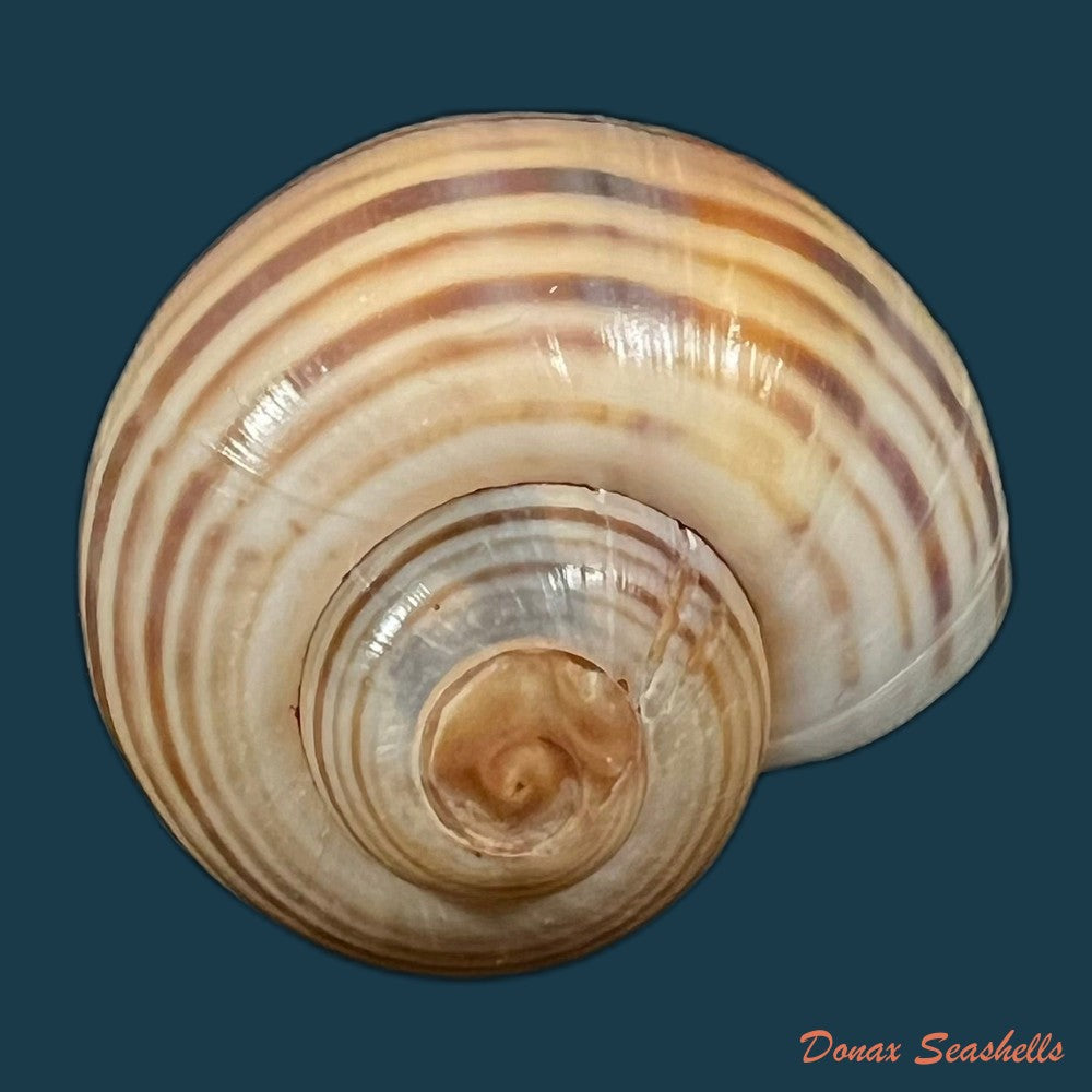 copia-de-pomacea-pernambucensis-reeve-1856-45-9mm