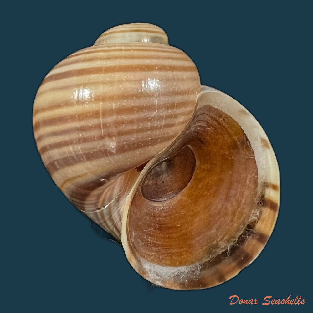 copia-de-pomacea-pernambucensis-reeve-1856-45-9mm
