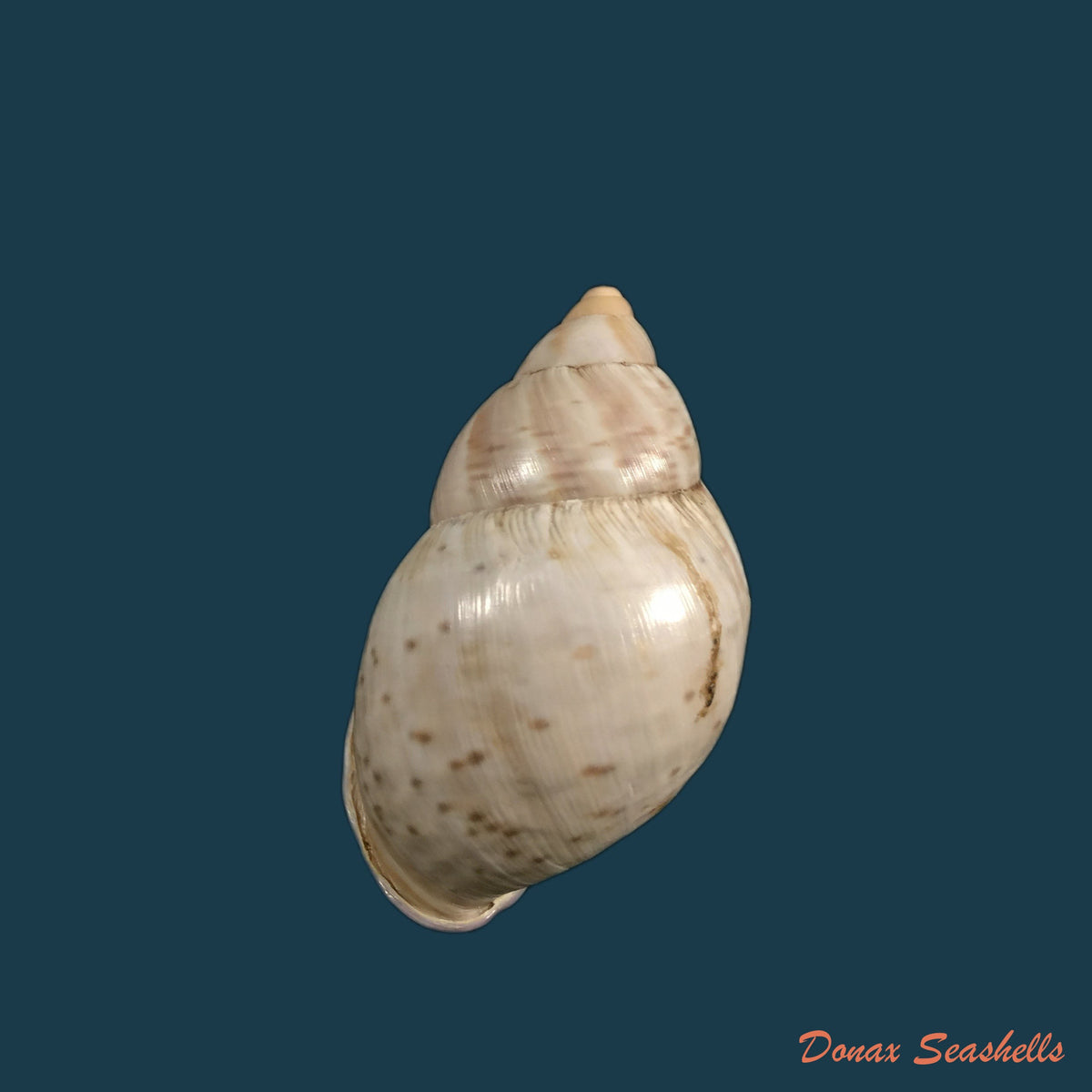 copia-de-porphyrobaphe-iostoma-g-b-sowerby-i-1824-59mm
