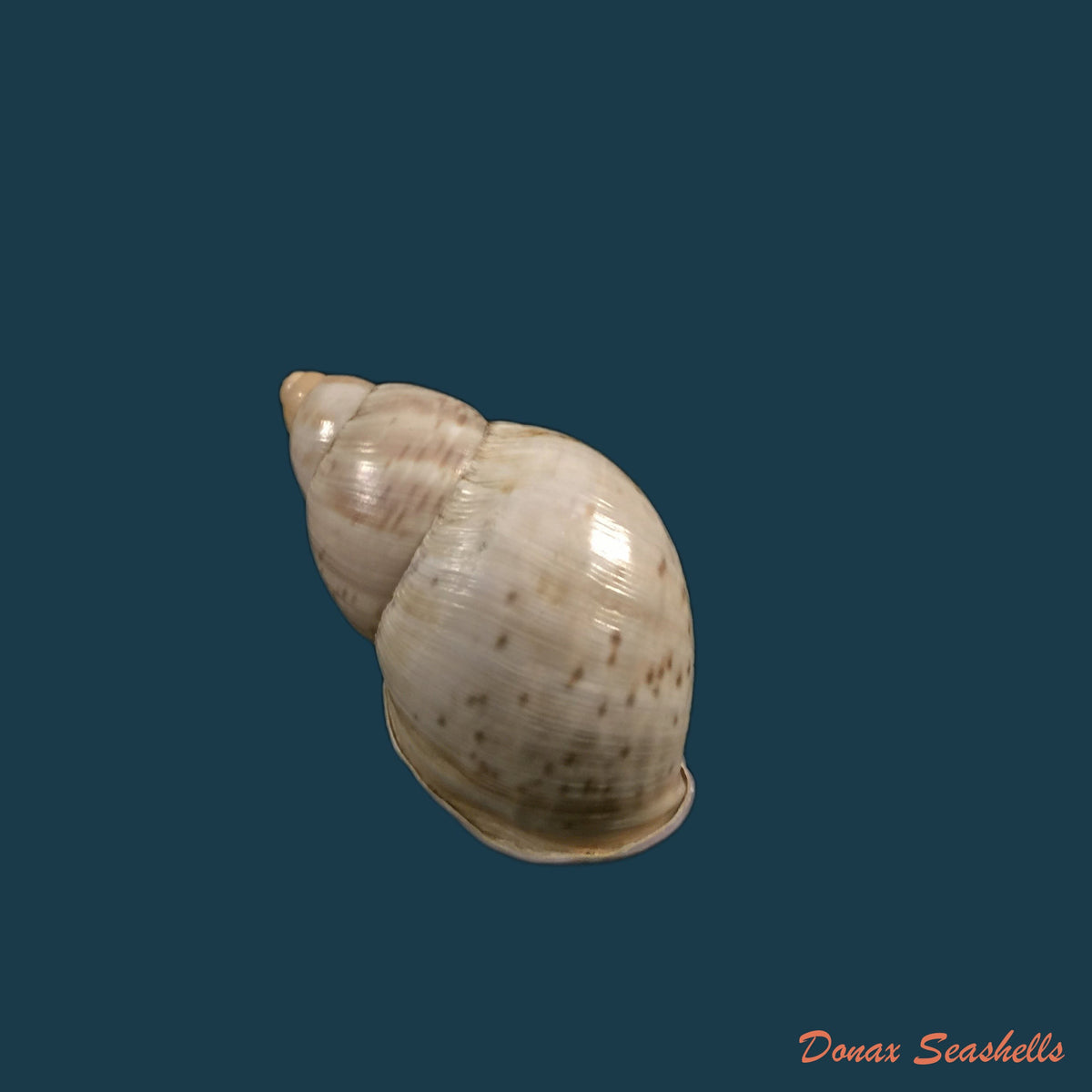 copia-de-porphyrobaphe-iostoma-g-b-sowerby-i-1824-59mm