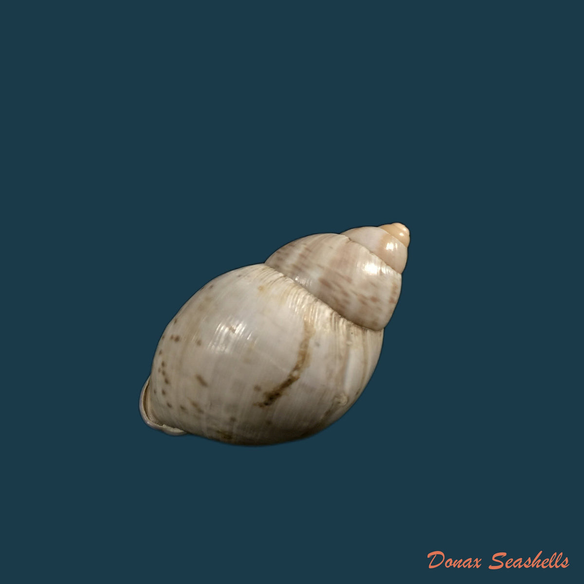 copia-de-porphyrobaphe-iostoma-g-b-sowerby-i-1824-59mm