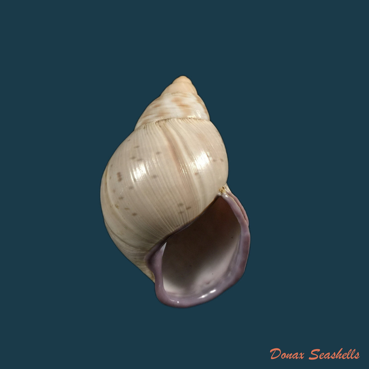 copia-de-porphyrobaphe-iostoma-g-b-sowerby-i-1824-59mm