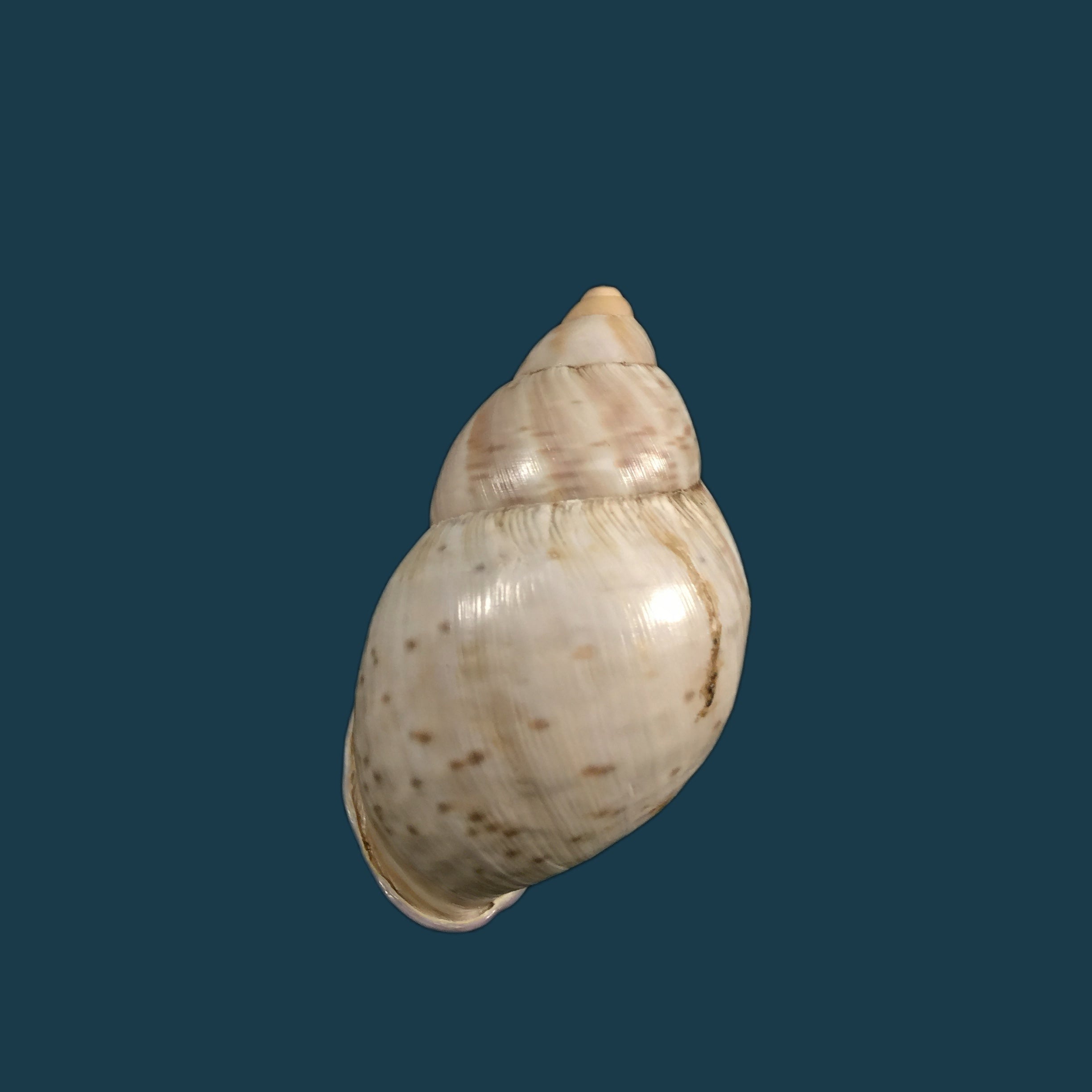 Porphyrobaphe iostoma (G. B. Sowerby I, 1824) - 60,4mm