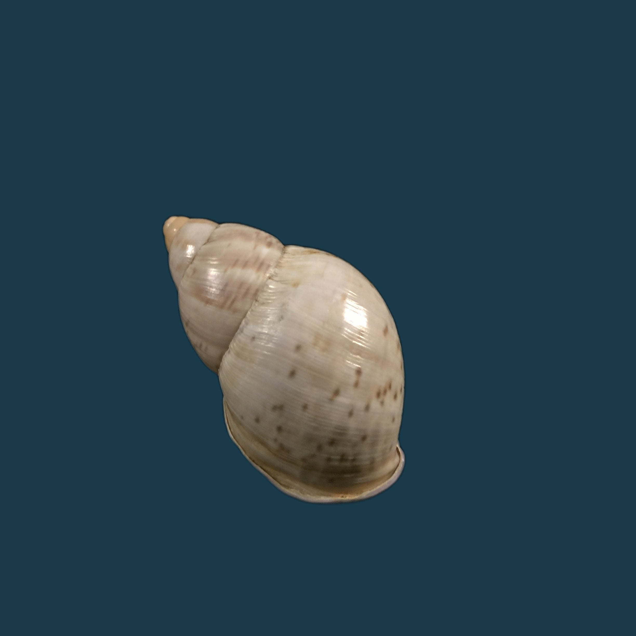 Porphyrobaphe iostoma (G. B. Sowerby I, 1824) - 60,4mm