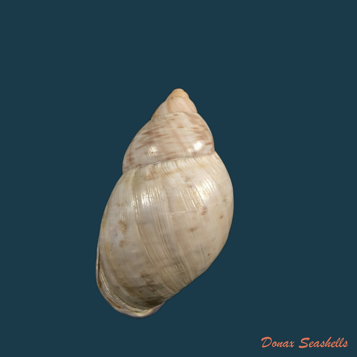 copia-de-porphyrobaphe-iostoma-g-b-sowerby-i-1824-60-4mm