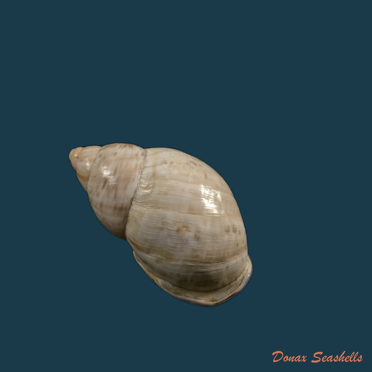 copia-de-porphyrobaphe-iostoma-g-b-sowerby-i-1824-60-4mm