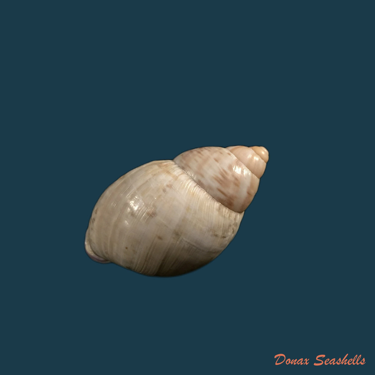 copia-de-porphyrobaphe-iostoma-g-b-sowerby-i-1824-60-4mm