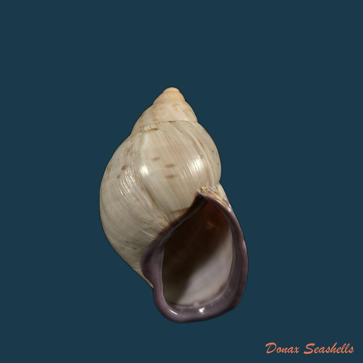 copia-de-porphyrobaphe-iostoma-g-b-sowerby-i-1824-60-4mm