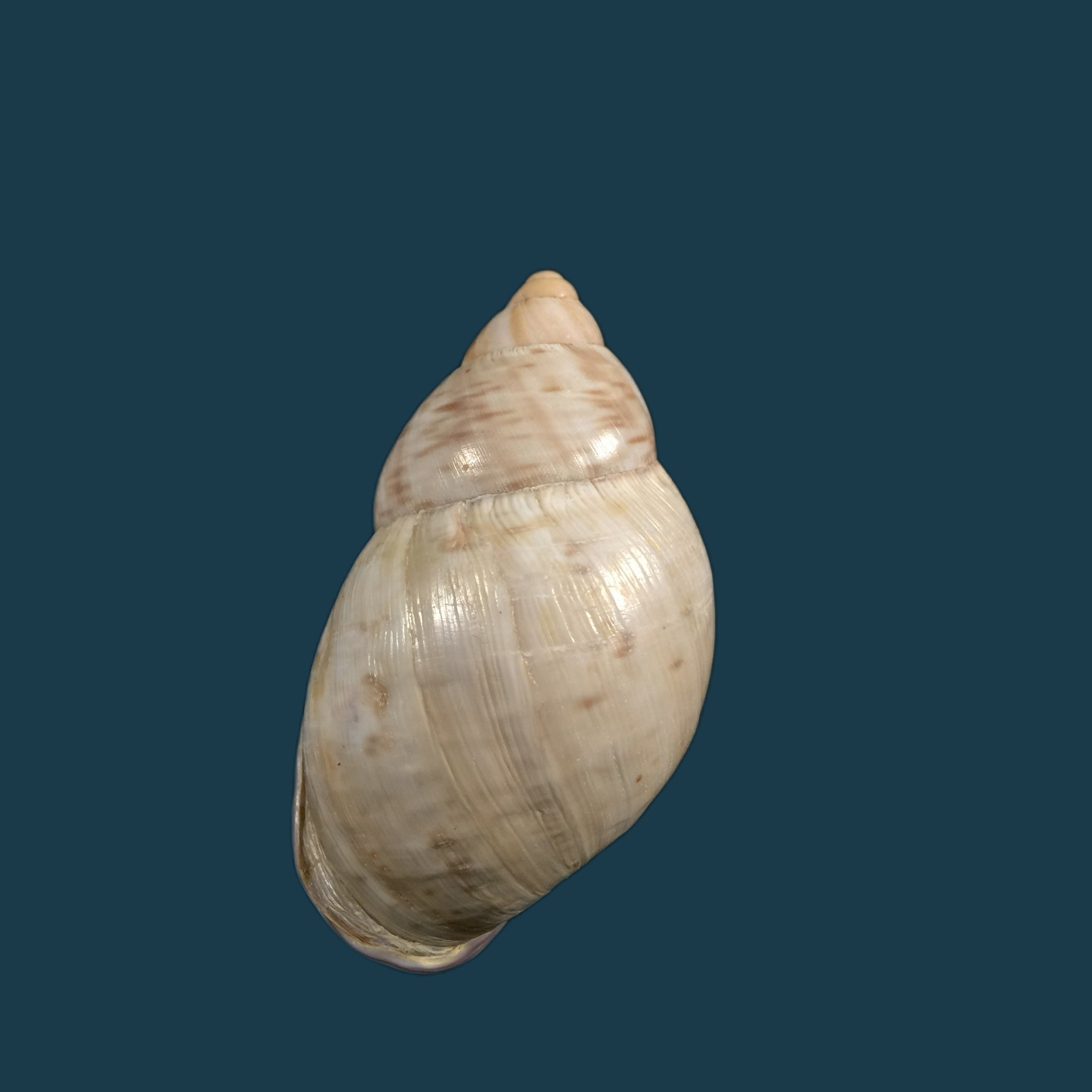 Porphyrobaphe iostoma (G. B. Sowerby I, 1824) - 59,4mm