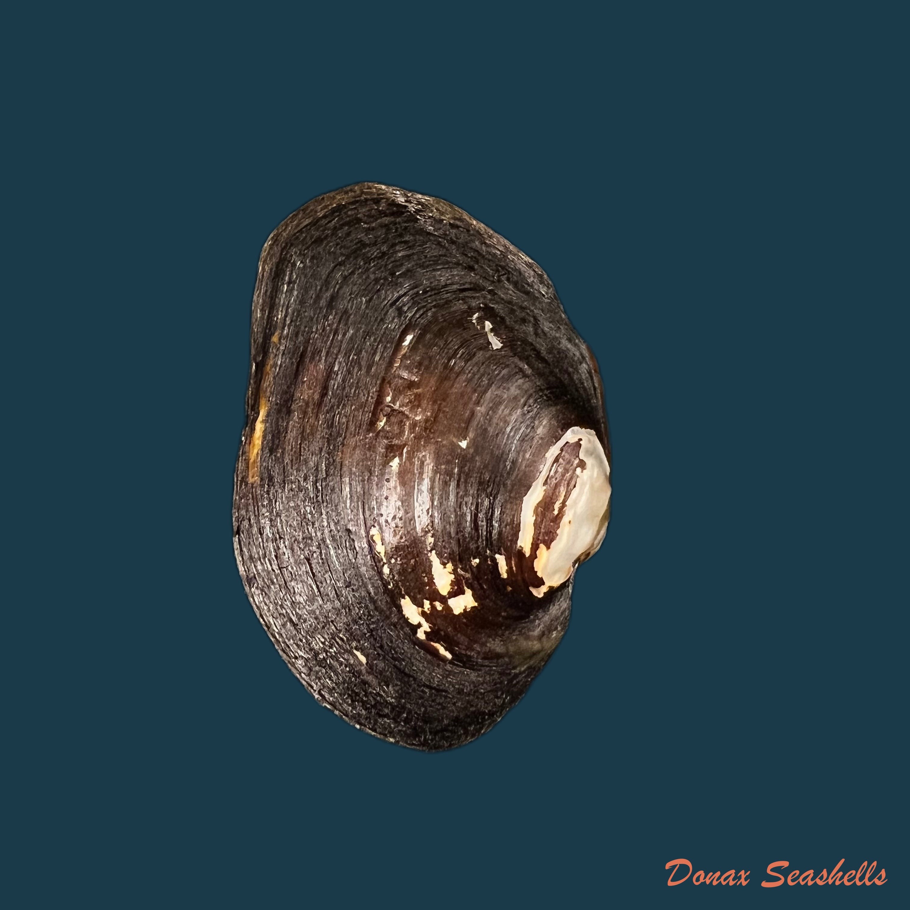 copia-de-potamida-littoralis-lamarck-1801-61-2mm
