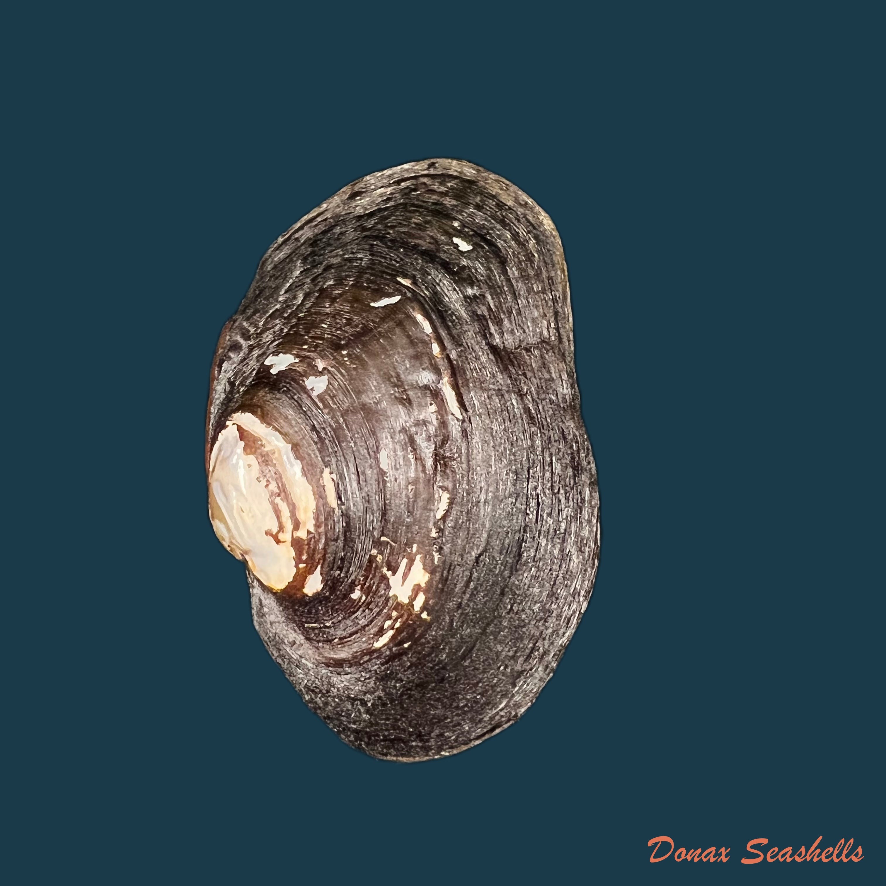 copia-de-potamida-littoralis-lamarck-1801-61-2mm