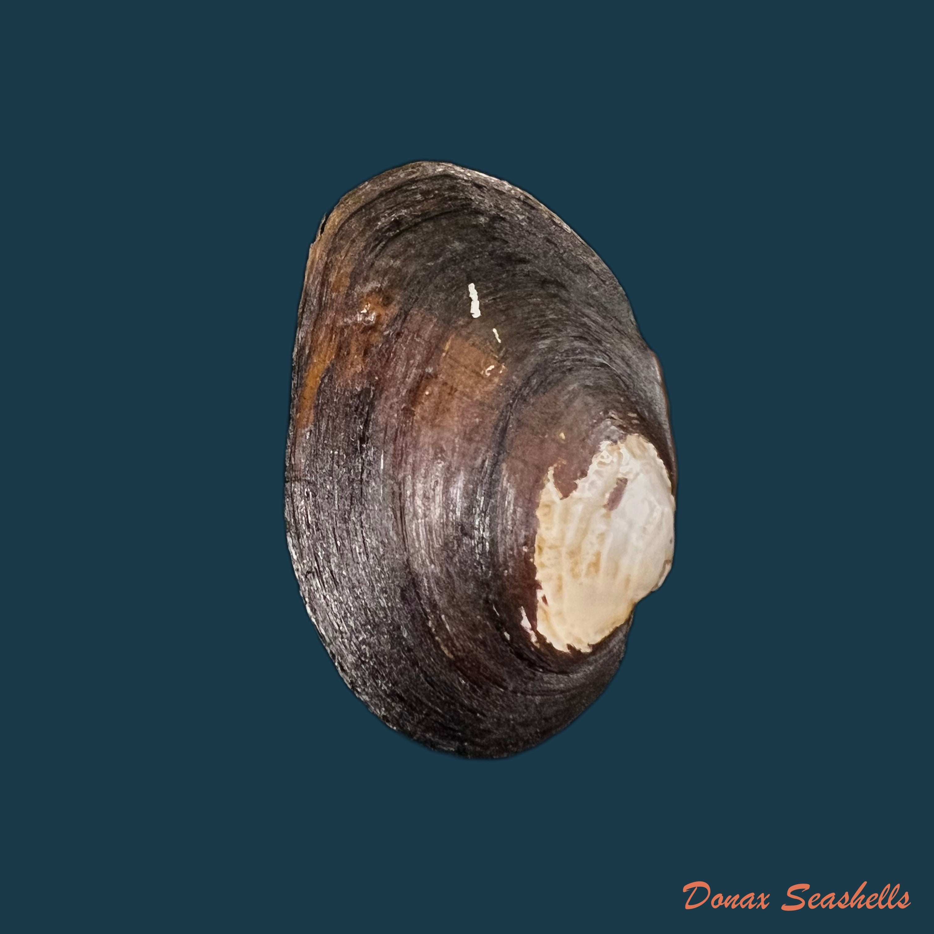 copia-de-potamida-littoralis-lamarck-1801-64-2mm-1