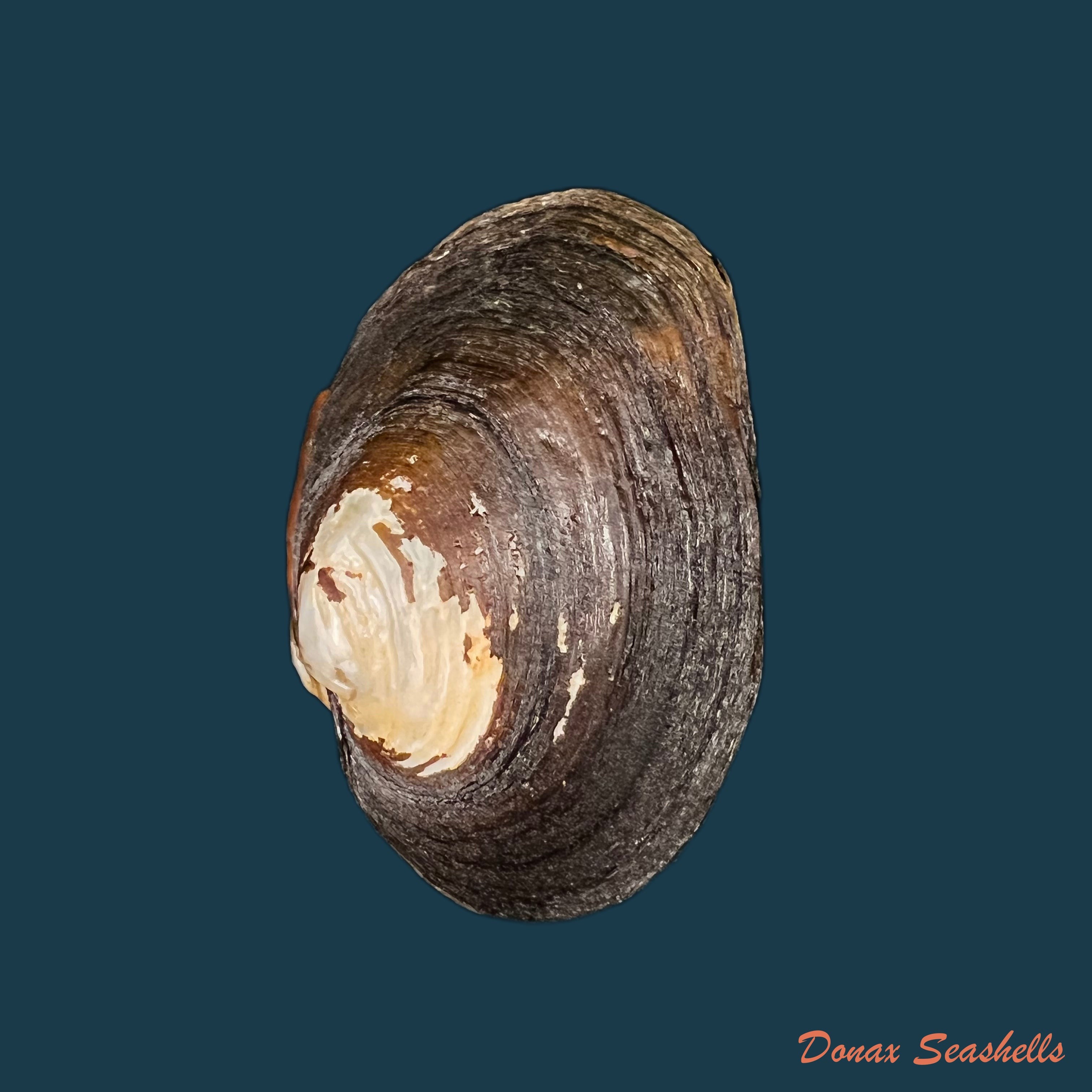 copia-de-potamida-littoralis-lamarck-1801-64-2mm-1