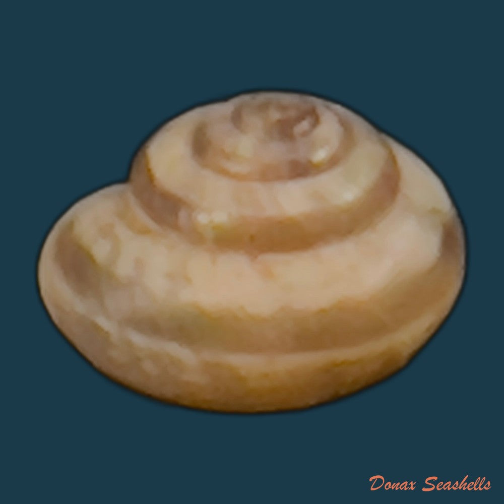 copia-de-praticolella-griseola-l-pfeiffer-1841-10-1mm