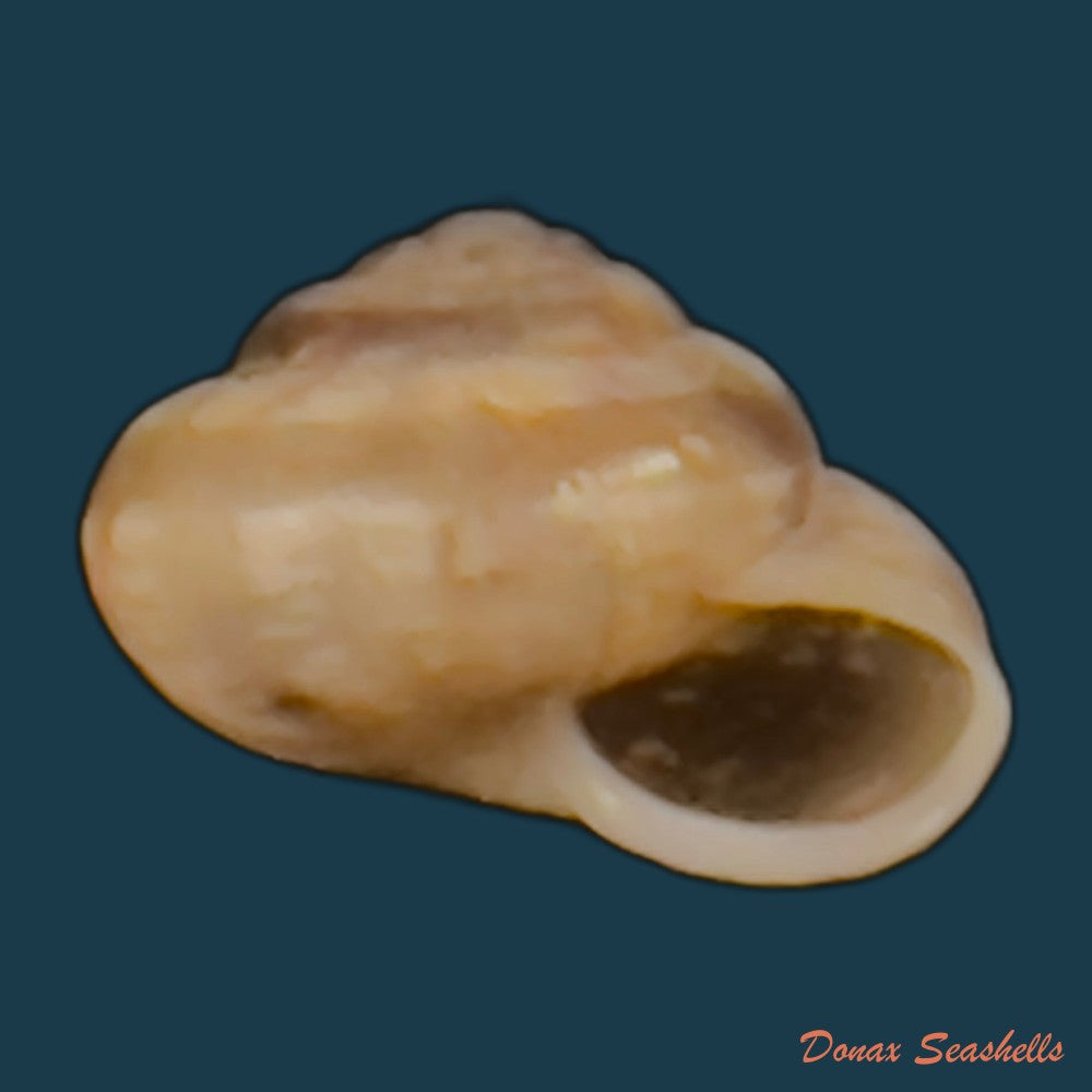 copia-de-praticolella-griseola-l-pfeiffer-1841-10-1mm