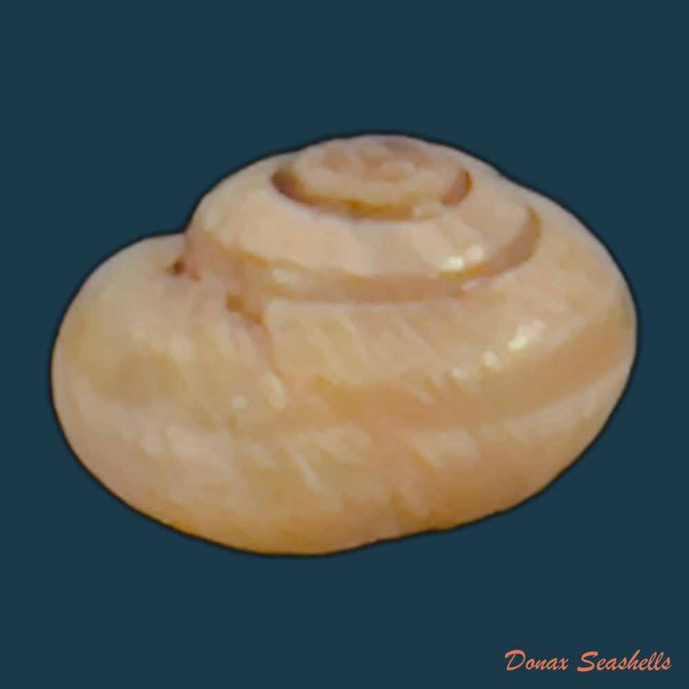 copia-de-praticolella-griseola-l-pfeiffer-1841-10-2mm