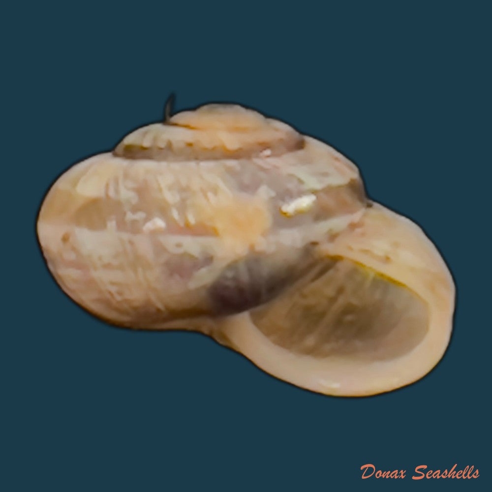 copia-de-praticolella-griseola-l-pfeiffer-1841-10-2mm