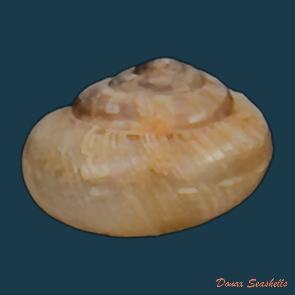 copia-de-praticolella-griseola-l-pfeiffer-1841-10-5mm