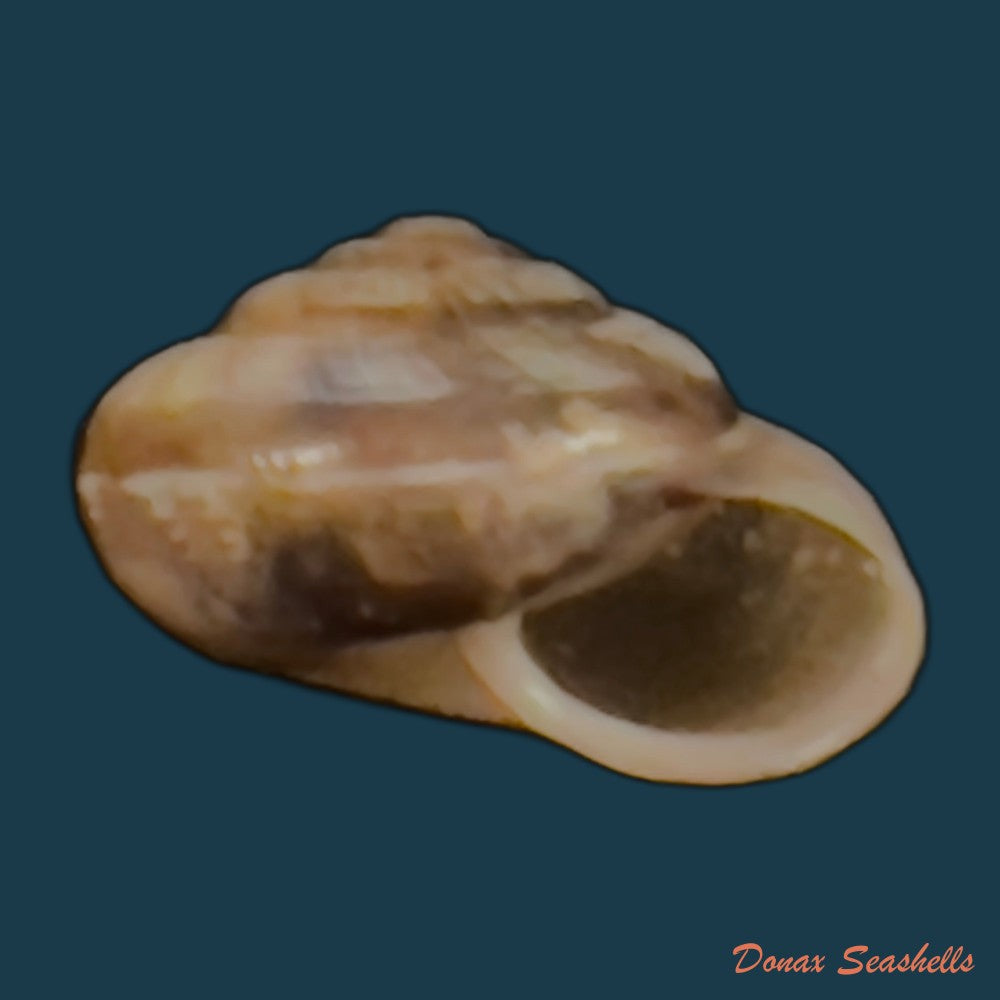 copia-de-praticolella-griseola-l-pfeiffer-1841-10-5mm