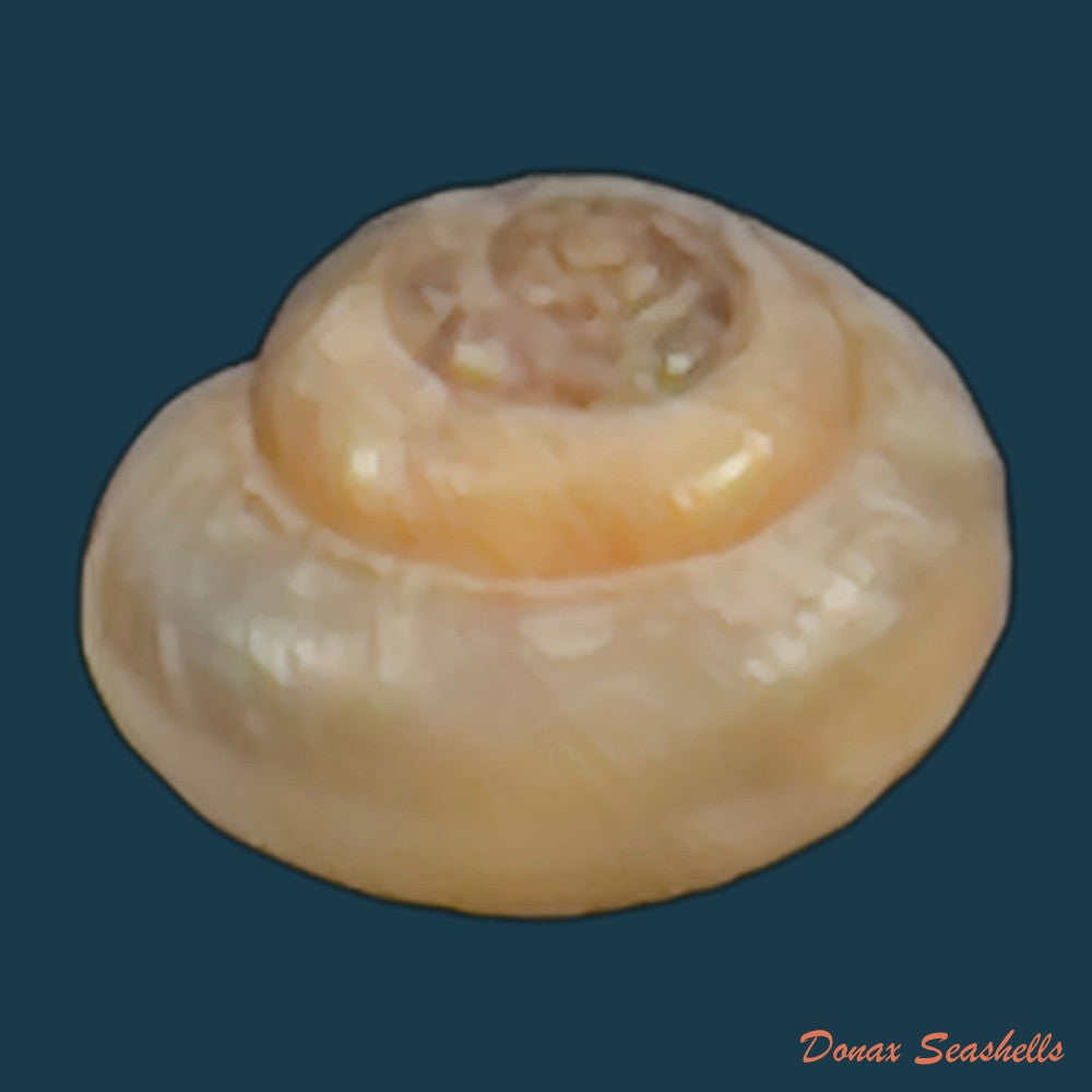 copia-de-praticolella-griseola-l-pfeiffer-1841-11-4mm-1