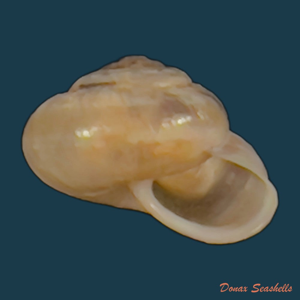 copia-de-praticolella-griseola-l-pfeiffer-1841-11-4mm-1