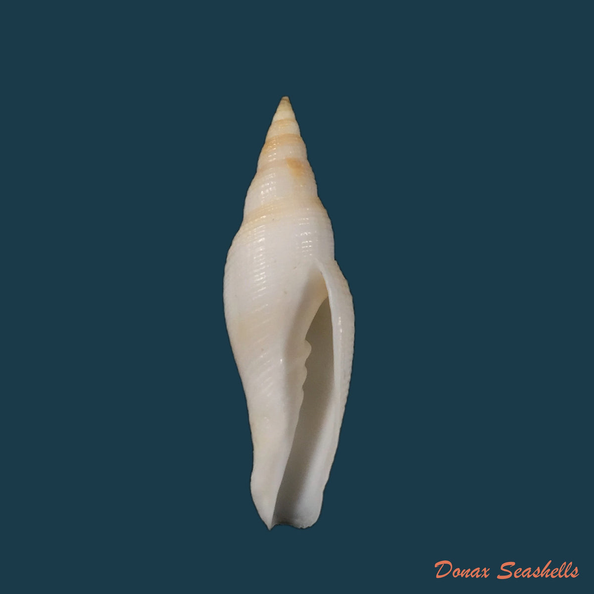 copia-de-probata-barbadensis-gmelin-1791-24-9mm