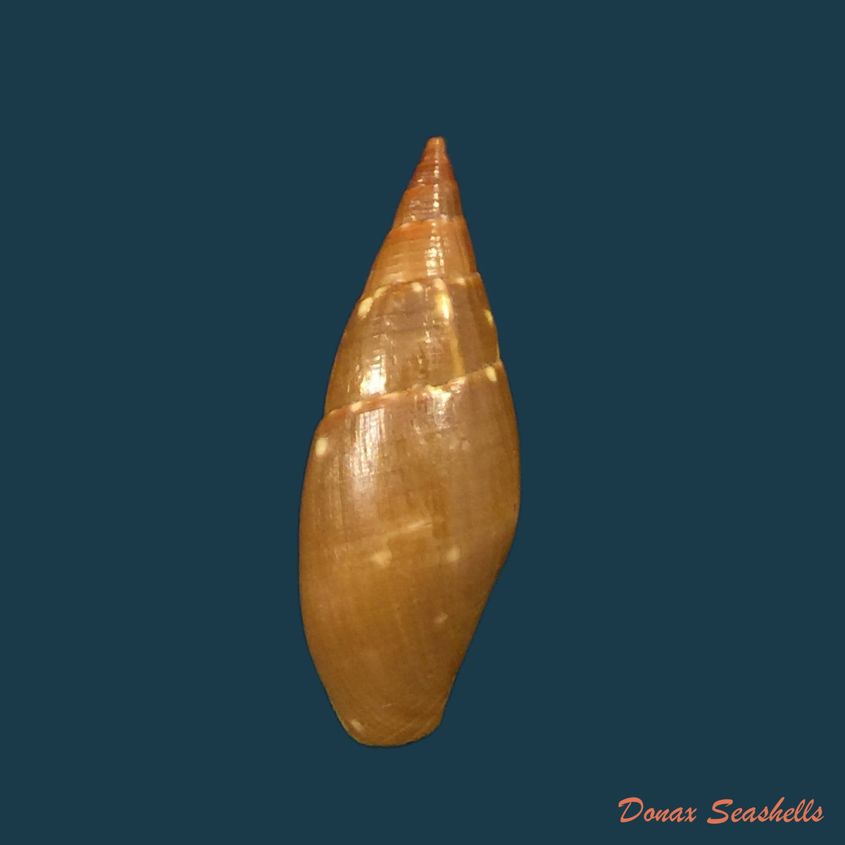 copia-de-probata-barbadensis-gmelin-1791-25-2mm