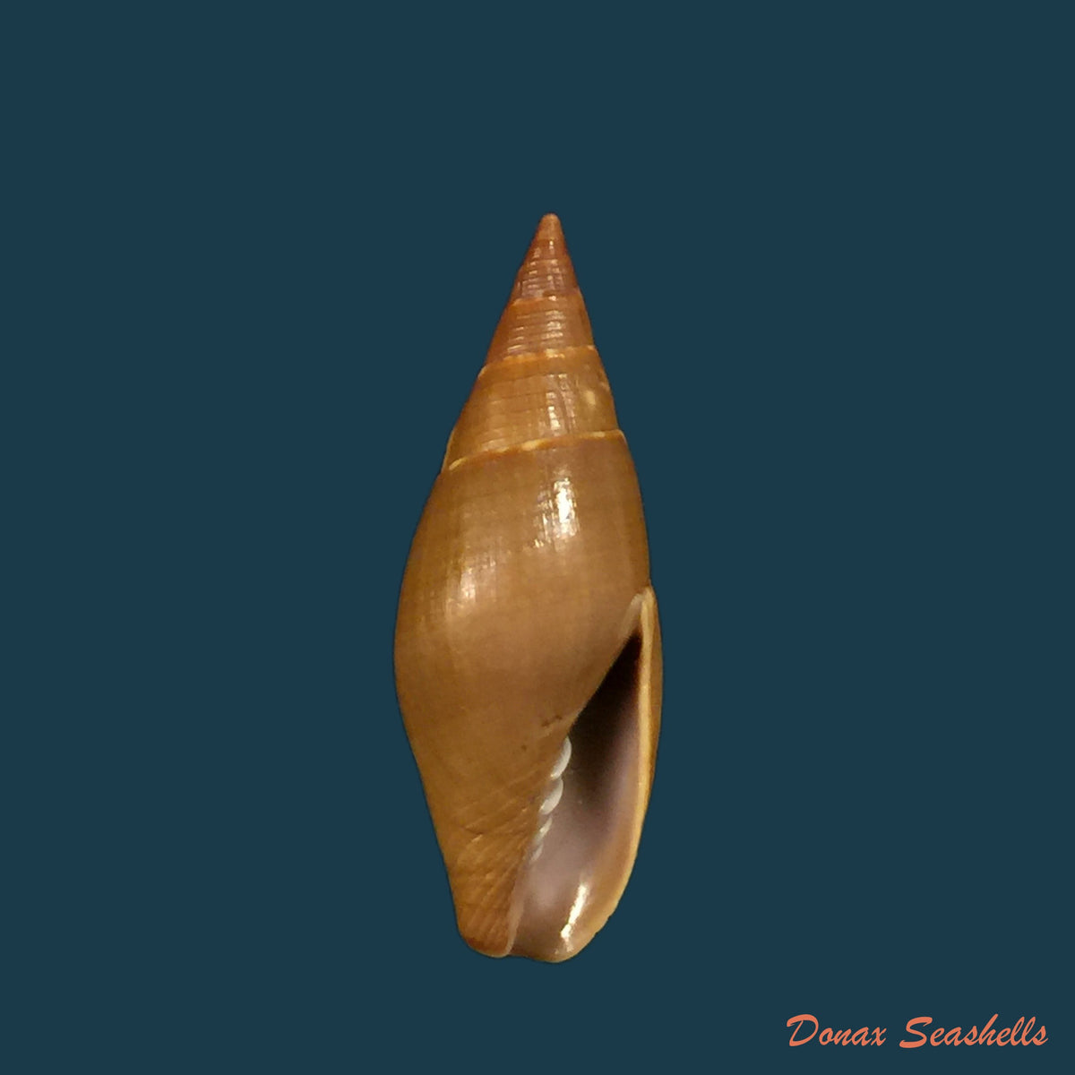 copia-de-probata-barbadensis-gmelin-1791-25-2mm