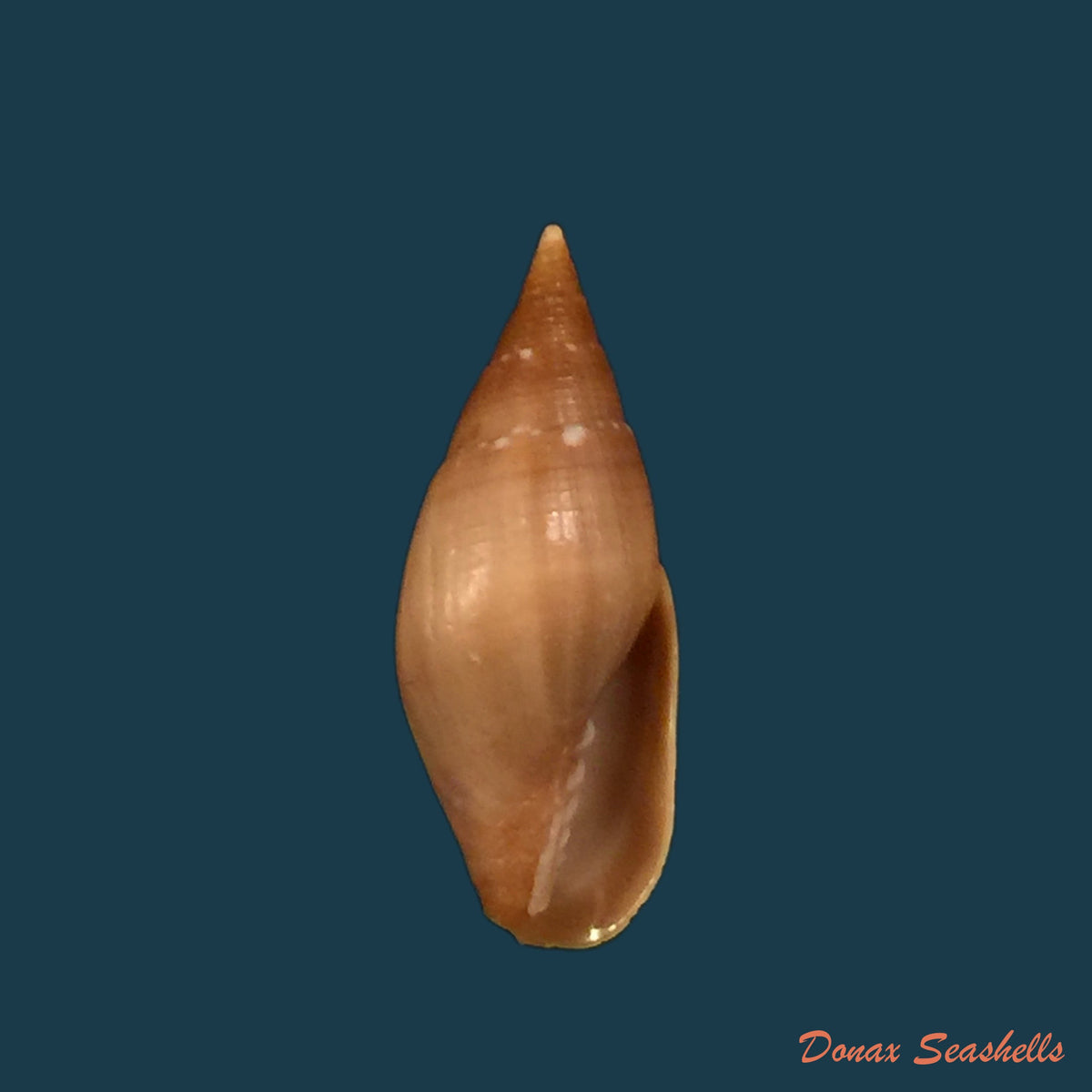 copia-de-probata-barbadensis-gmelin-1791-27mm-1