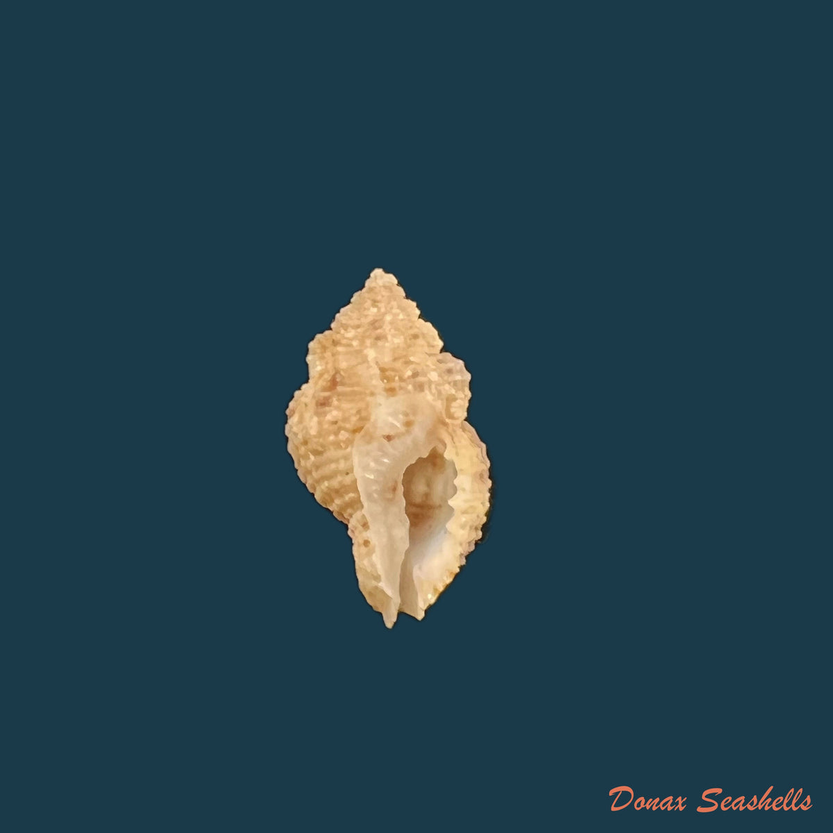 copia-de-prodotia-crocata-reeve-1846-24-4mm