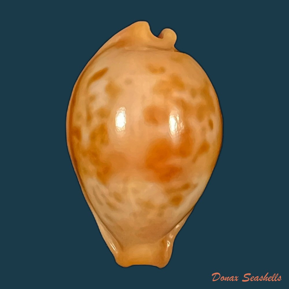 copia-de-propustularia-surinamensis-g-perry-1811-26-2mm