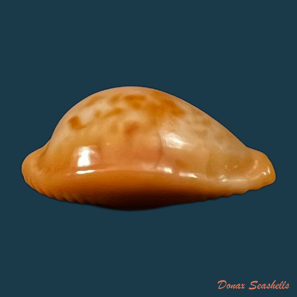 copia-de-propustularia-surinamensis-g-perry-1811-26-2mm