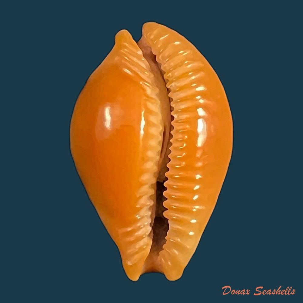 copia-de-propustularia-surinamensis-g-perry-1811-26-2mm
