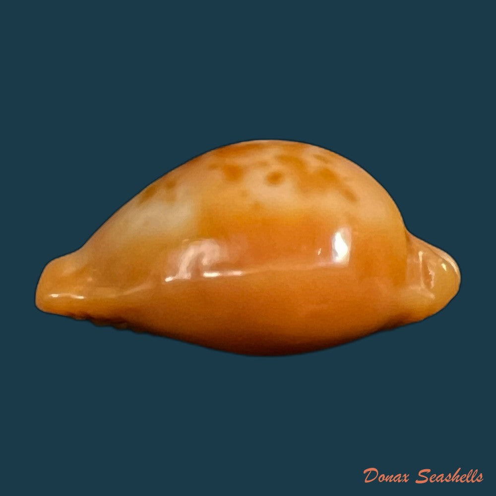 copia-de-propustularia-surinamensis-g-perry-1811-26-2mm