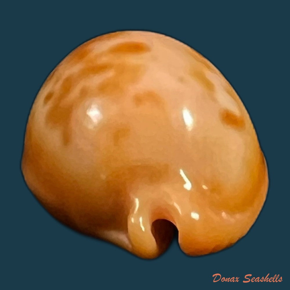 copia-de-propustularia-surinamensis-g-perry-1811-26-2mm