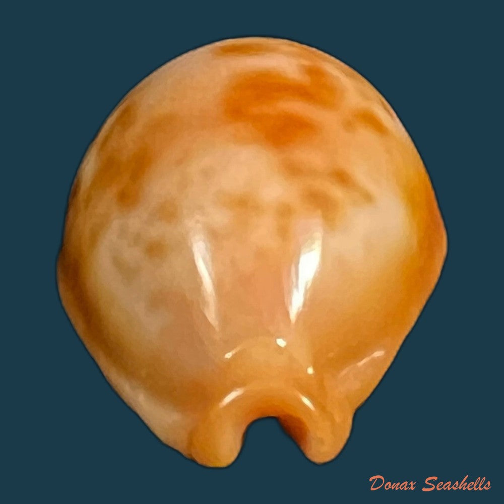 copia-de-propustularia-surinamensis-g-perry-1811-26-2mm